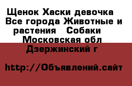 Щенок Хаски девочка - Все города Животные и растения » Собаки   . Московская обл.,Дзержинский г.